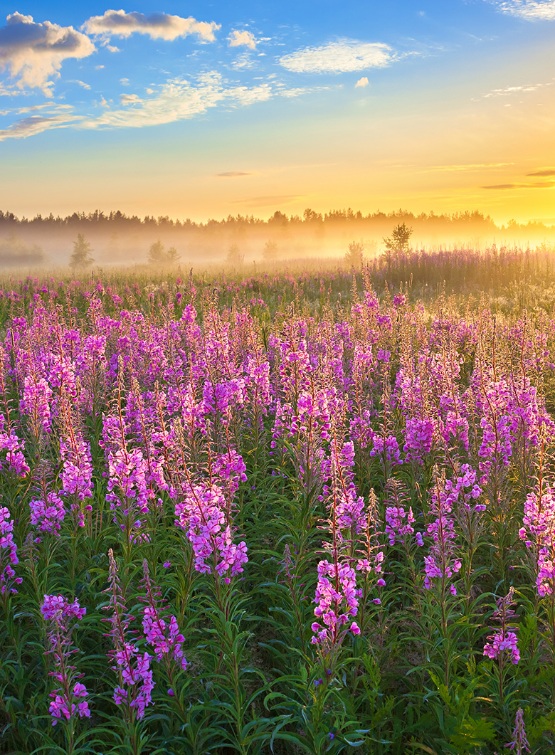 field with purple flowers