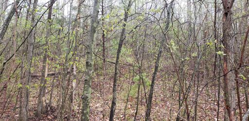 Eastern boundary looking East