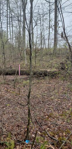Mid East boundary looking South