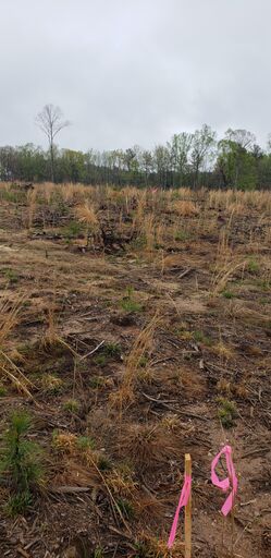 Mid Western boundary looking North