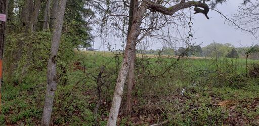 Northeast boundary looking North