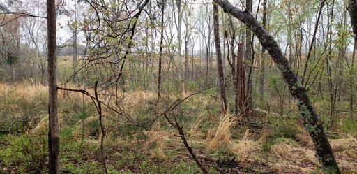 Northeast boundary looking South