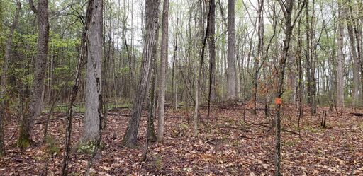 Northern boundary looking North