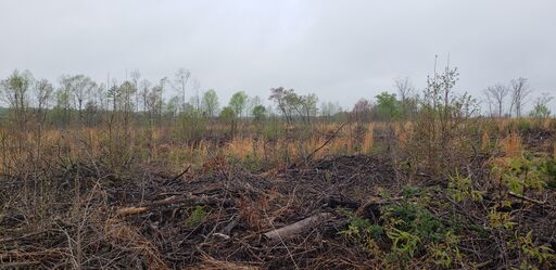 Southern boundary looking Westward